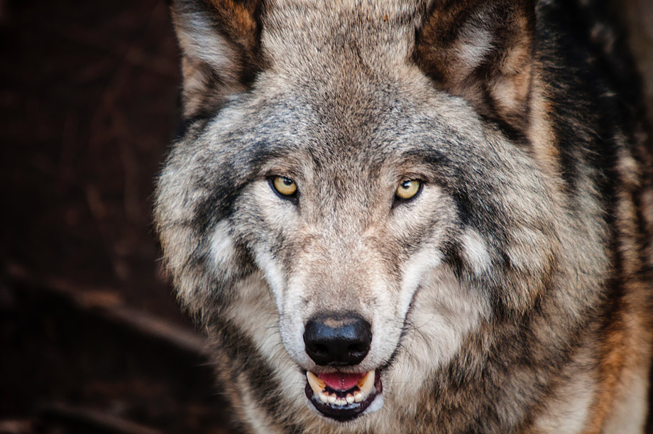 seja-como-um-lobo