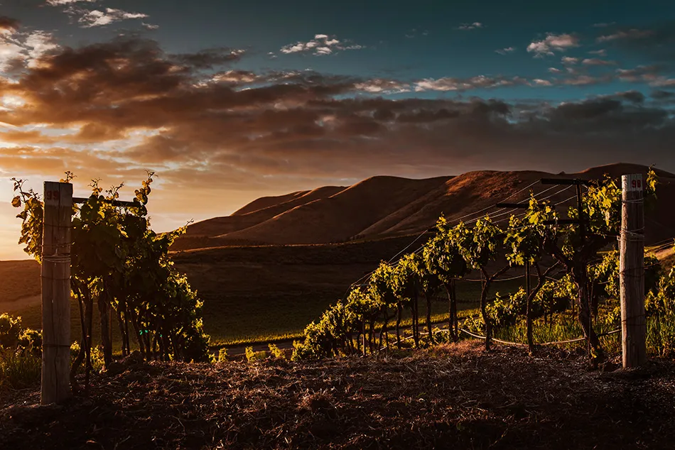 vinho de altitude